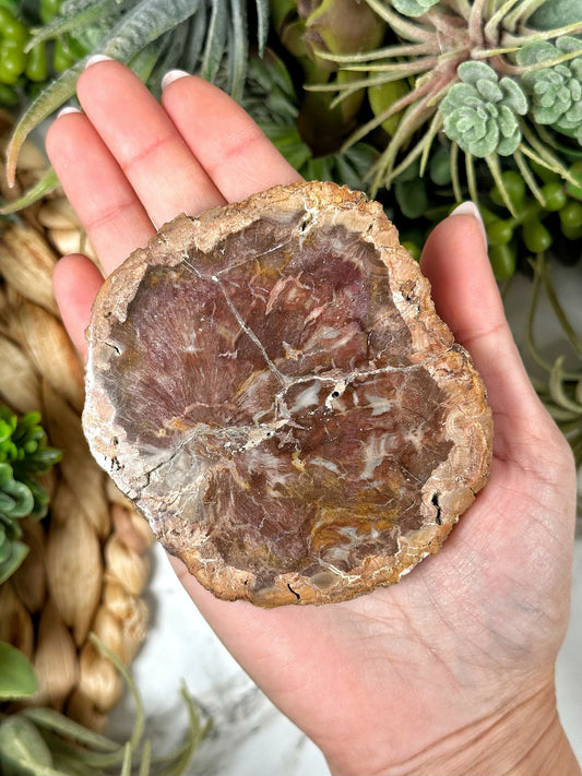 Petrified Wood - Slab